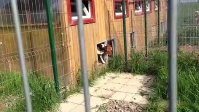 зоогостиница Зоотель смотреть онлайн