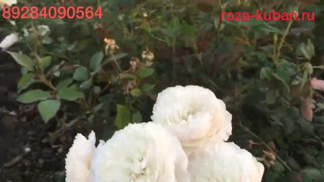 Японская Роза Шилаби смотреть онлайн