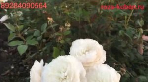 Японская Роза Шилаби