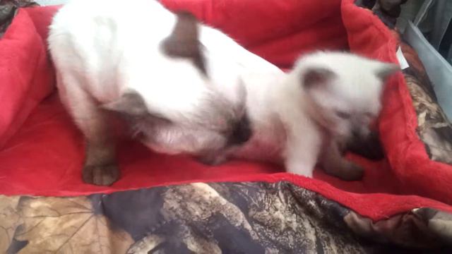 Надо, надо умываться по утрам и вечерам (с) смотреть онлайн