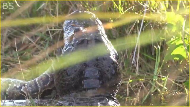 Extreme Fight Crocodile VS Python | Python Eat Alligator смотреть онлайн