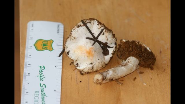 Inocybe whitei смотреть онлайн