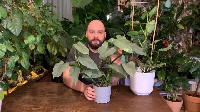 Philodendron hastatum/'Silver Sword"/'Silver Queen' - piękny i tani filodendron смотреть онлайн