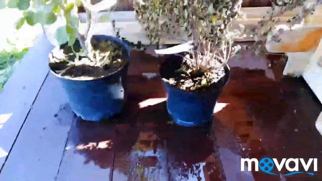 Работа идёт! Кусты засохли... смотреть онлайн