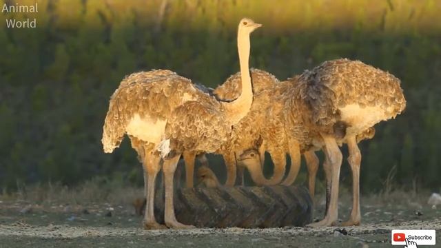 Ostrich Sounds - What Sounds Does An Ostrich Make?