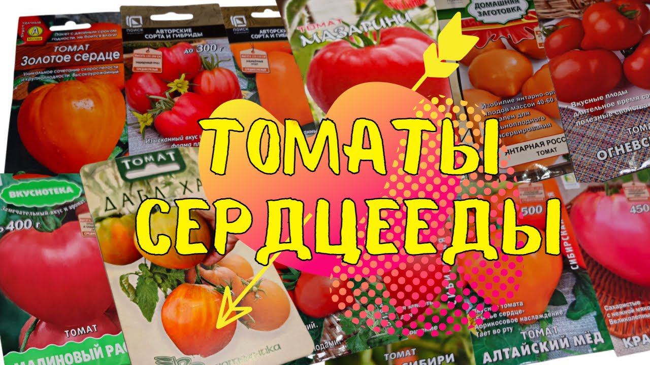 ИХ ОБОЖАЮТ ВСЕ! Топ ЛУЧШИХ СЕРДЦЕВИДНЫХ томатов! Для ЗАСОЛКИ и САЛАТОВ смотреть онлайн
