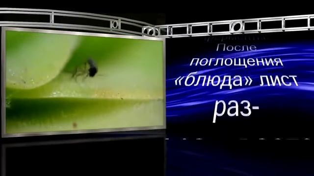 PRO100 ЗАГАДОЧНАЯ ПЛАНЕТА ТАИНСТВЕННЫЕ РАСТЕНИЯ ЖИРЯНКА смотреть онлайн