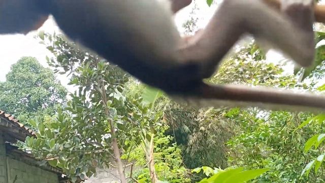 baby monkey climbs on the tree and eats very cute fruit смотреть онлайн
