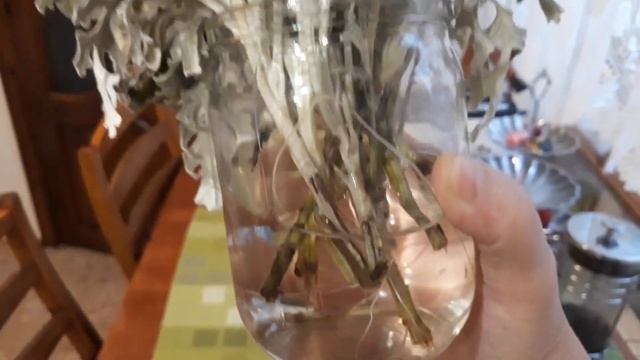 Цинерария приморская (серебристая ) - зимовка, размножение. смотреть онлайн