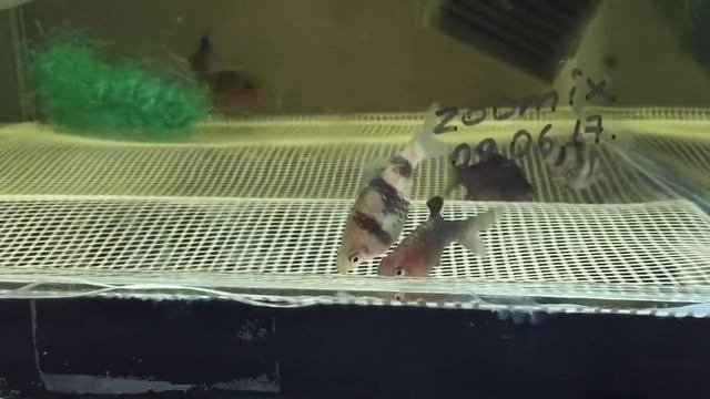 Разведение чёрного барбуса. Стайный нерест смотреть онлайн