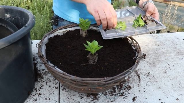 EP156 - How to plant a petunia tumbelina basket смотреть онлайн