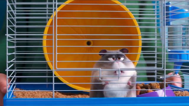 Худеющий хомяк смотреть онлайн