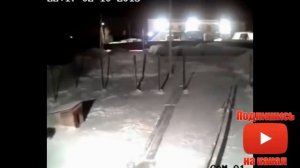 Нападение волка на домашних животных, 19 реальных заснятых видео.