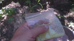 Инжир подкормка весной Подкормка молодых деревьев.