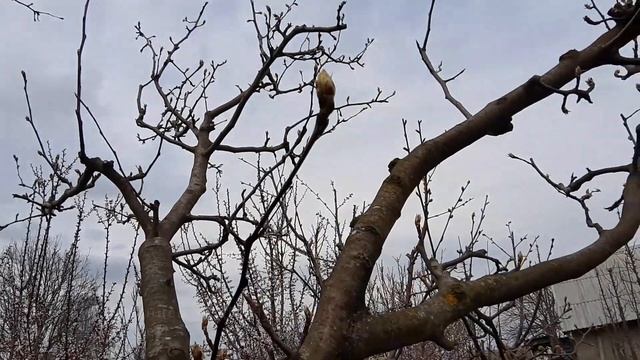 Как прогнозировать урожай на груше смотреть онлайн