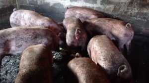 Самая Убыточная Порода Свиней В Откорме