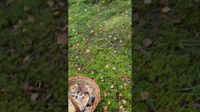 #грибы #лес #заходское смотреть онлайн