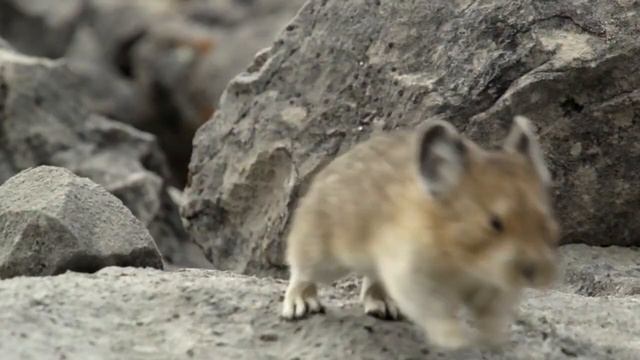 Пищуха смотреть онлайн