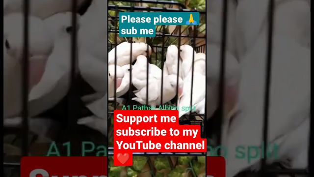 love bird parable pale fellow info смотреть онлайн