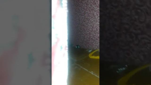 Приколи з котом .Супер ржака .Заліз між 2 кріса смотреть онлайн