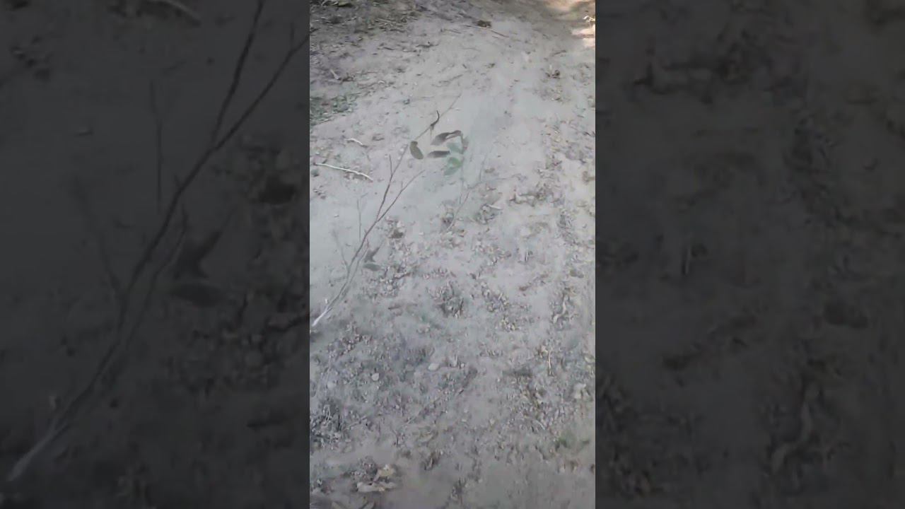 Перекрестился и поехал! #moto #reels #stunt #стант#суета #bse #зверь #питбайк #эндуро #покатушки смотреть онлайн