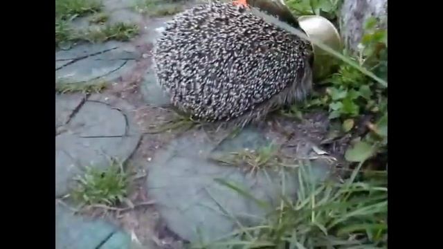 ЕЖИК И ЕГО ПОВАДКИ смотреть онлайн