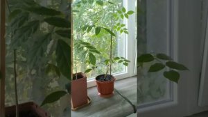 Глициния из семечка в квартире, обрезка для бонсай