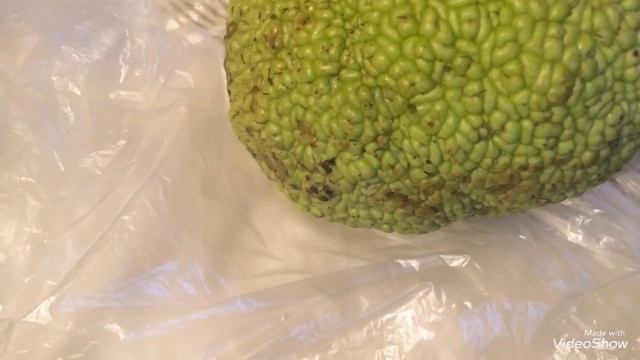 Экзотический фрукт Маклюра. Боюсь даже брать в руки. смотреть онлайн