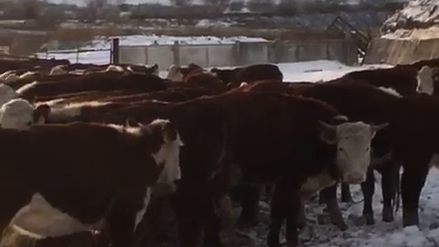 Бычки Герефорды в зимний условиях смотреть онлайн