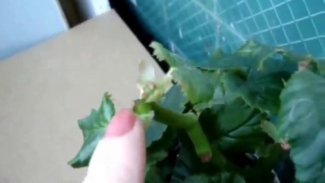 Чем отличается клубневая бегония от гибридной/Бегония Элатиор/Tuber Begonia/Begonia Elathior#бегони смотреть онлайн