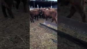 Бычки. Обзор цен на бычков в Калмыкии! #Бычки