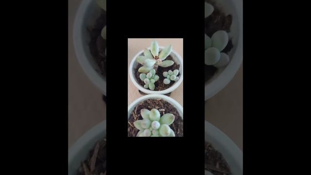 #short Pachyphytum resendoski❤️❤️❤️ смотреть онлайн