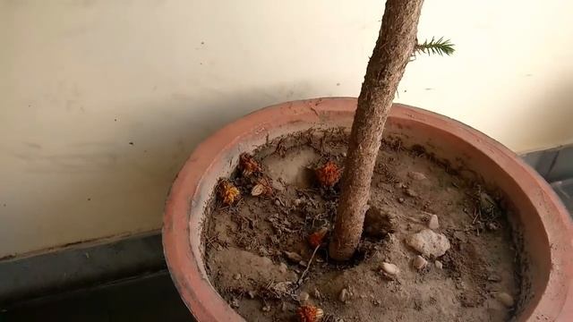 सुंदर पत्तियों वाला indoor/outdoor plant,how to care araucaria/Christmas tree, organic gardening смотреть онлайн