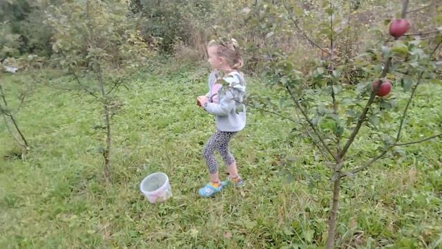Собираем яблоки на зиму.#дача #теплица #огород # смотреть онлайн