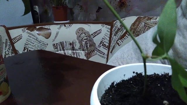 Эксперимент № 2 - Выращивание черенков пассифлоры. День 43 смотреть онлайн