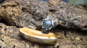 Жук голиаф - самый большой жук в мире в Московском зоопарке 莫斯科動物園 Moscow Zoo