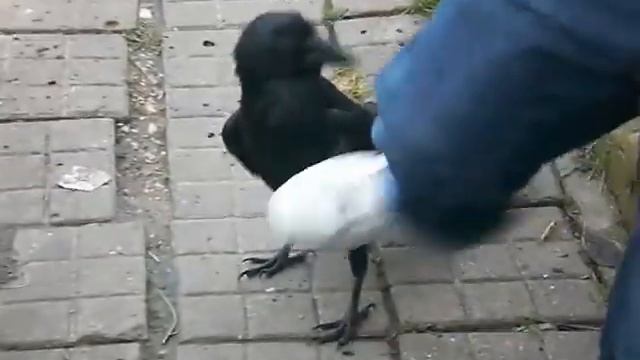 Ворона нападает на детей смотреть онлайн