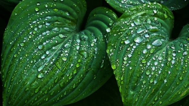 При бронхите и кашле необходимо: (8). Как лечить бронхит и кашель? Лечебные травы и растения. Аптек смотреть онлайн