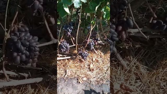 Виноград на 18.09.22р., Вересневі крупноплідні сорти та г.ф. Ще дозрівають. Дніпр.обл. смотреть онлайн