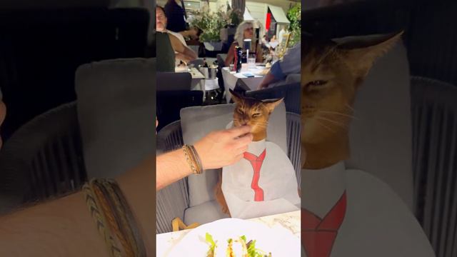 Если вы не кормите так своего кота, можете ли вы вообще говорить что любите его? смотреть онлайн