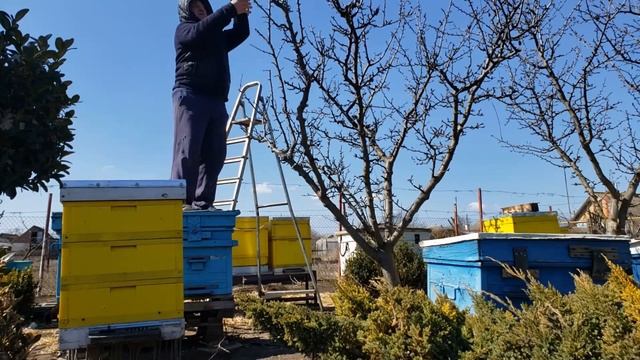 КОГДА ДЕРЕВЬЯ БЫЛИ БОЛЬШИМИ, смотреть онлайн