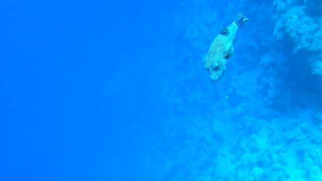 Рыбы Красного моря. Иглобрюх/Рыба ёж.