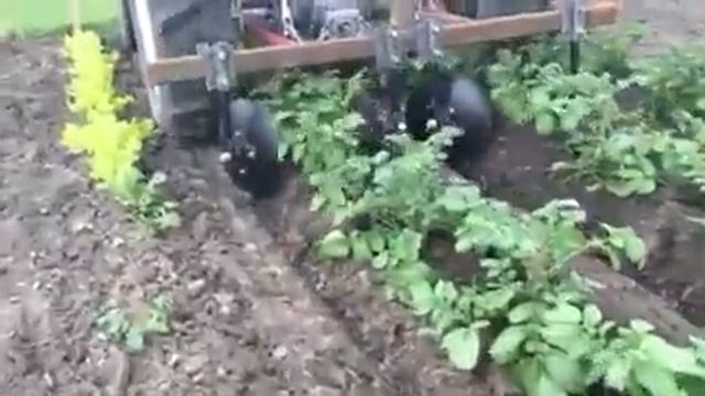 Hilling Potatoes With Homemade Disc Hiller
