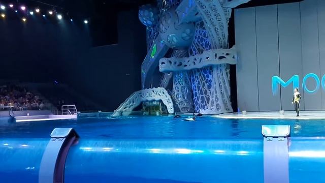 Косатки. смотреть онлайн