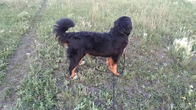 Берн и Лайма лают на Лугу.                                  Бернский зенненхунд.