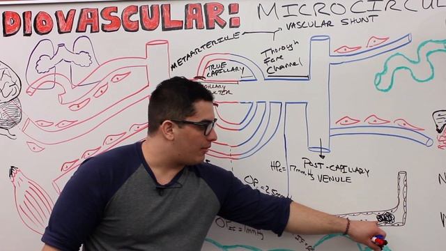 Cardiovascular | Microcirculation смотреть онлайн