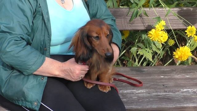 Dachshund long-haired miniature.(Такса длинношерстная миниатюрная) смотреть онлайн