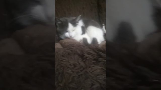 Почему Маша не хочет убирать за собой рулет??? смотреть онлайн