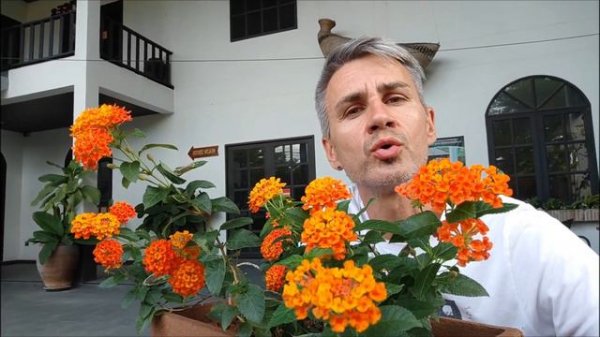 Лантана сводчатая. Lantana camara.