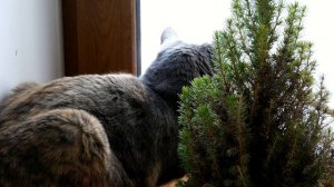 Котлеты из икры карася. Нежный вкус!